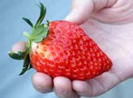 手のひらくらいの大きないちご